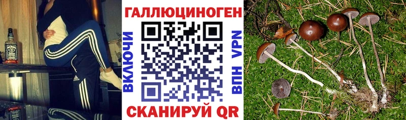 Купить где  Похвистнево  Псилоцибиновые грибы Cubensis 